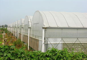GLP625型薄膜連棟大棚特價供應(yīng) 價格、廠家與圖片全解析