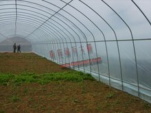 重慶明萬蔬菜溫室大棚 薄膜技術(shù)的應(yīng)用與效益分析